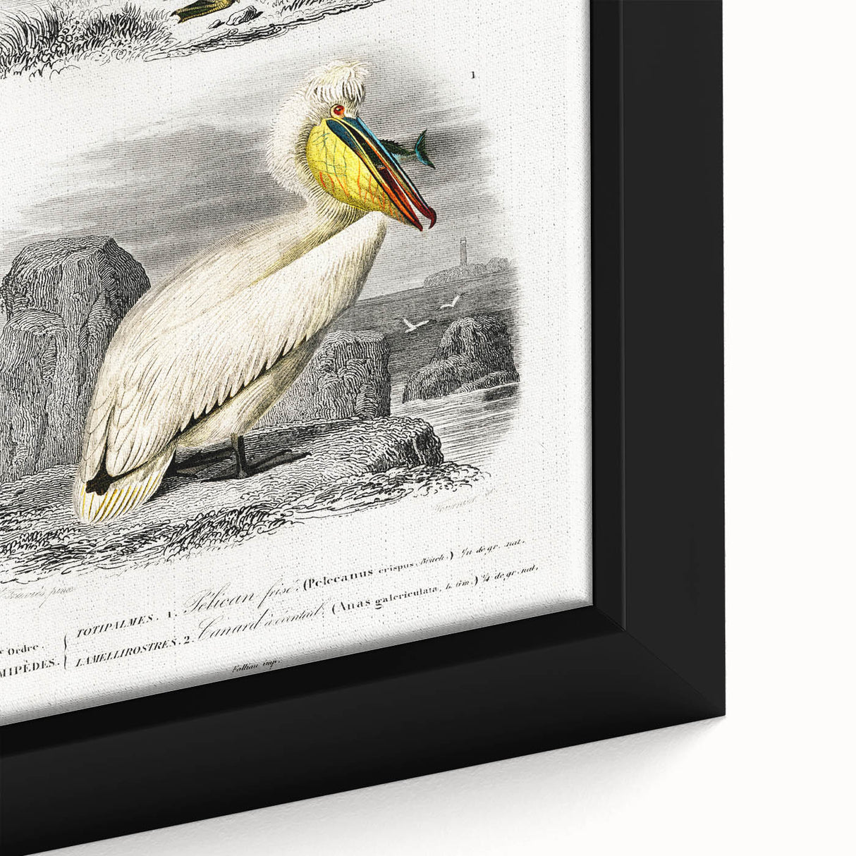 Romanticism Art: Ornithological Study - Classic Bird Illustration