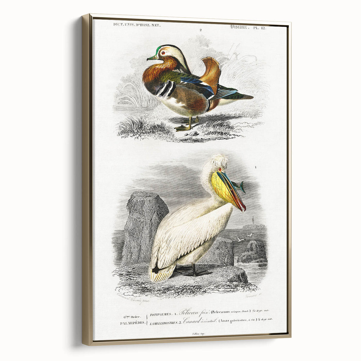 Romanticism Art: Ornithological Study - Classic Bird Illustration