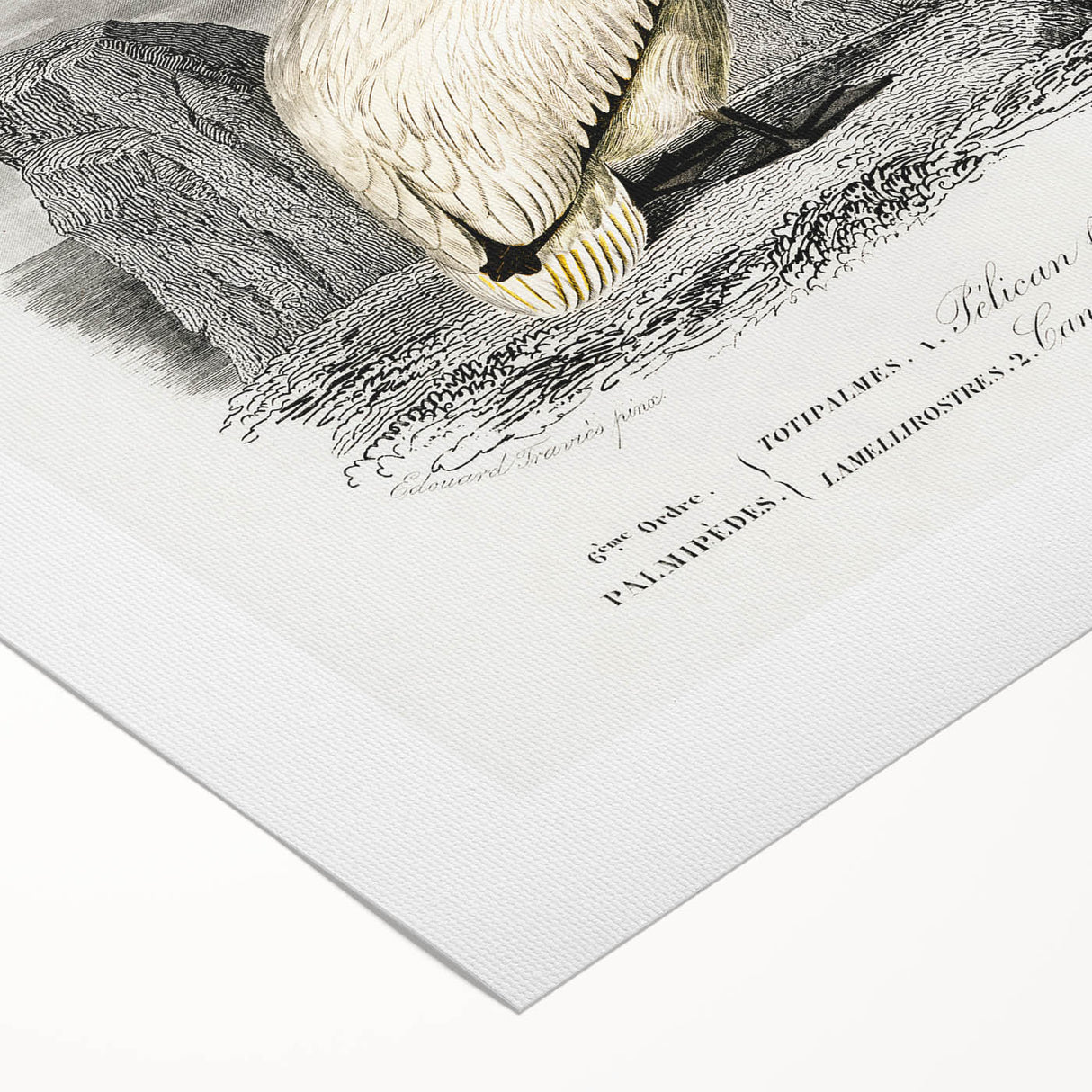 Romanticism Art: Ornithological Study - Classic Bird Illustration
