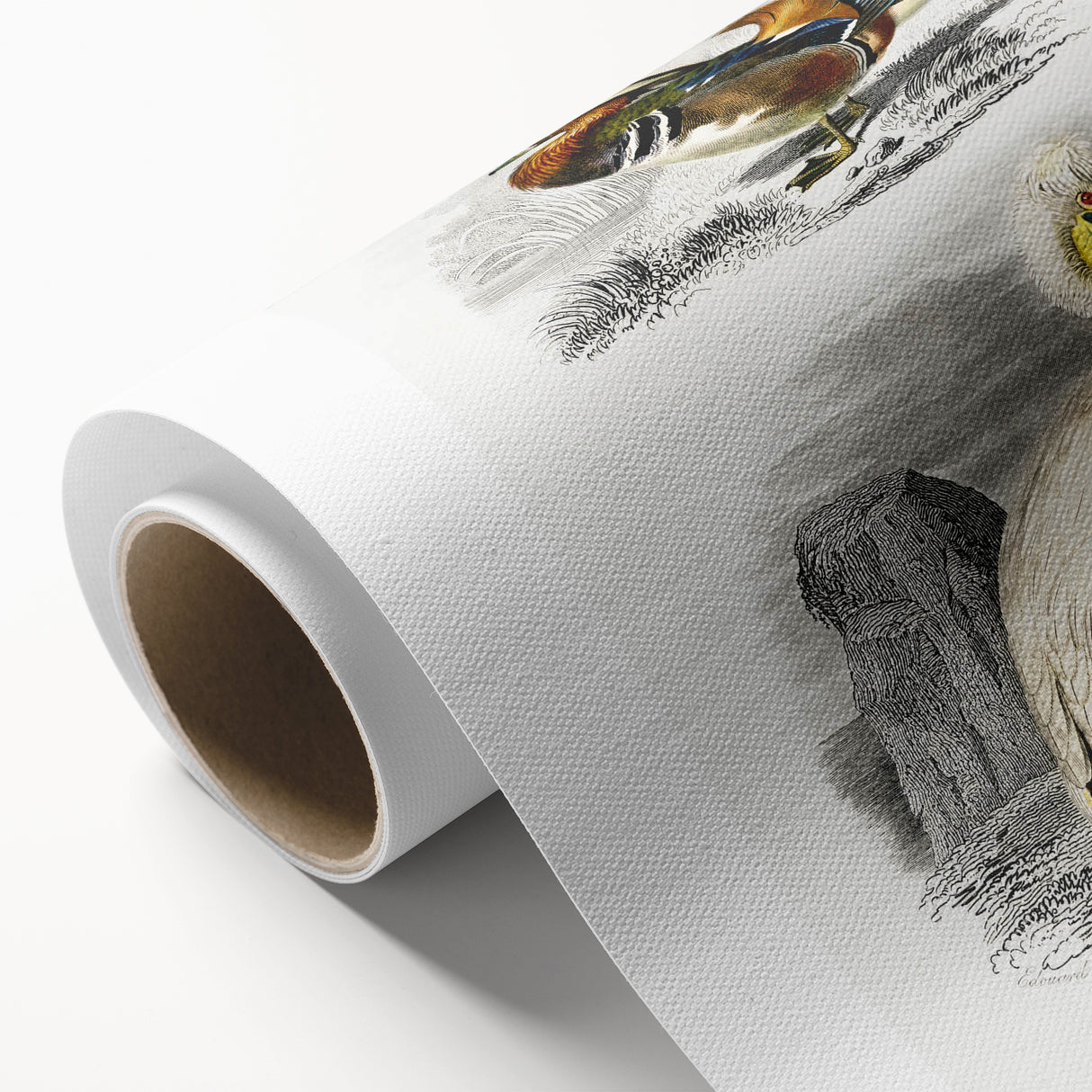 Romanticism Art: Ornithological Study - Classic Bird Illustration