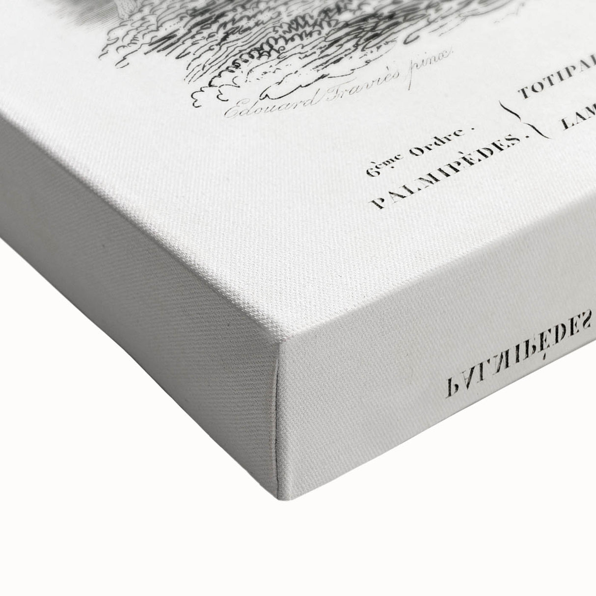 Romanticism Art: Ornithological Study - Classic Bird Illustration