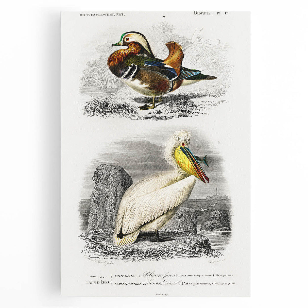 Romanticism Art: Ornithological Study - Classic Bird Illustration