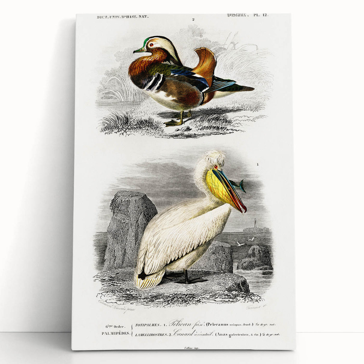 Romanticism Art: Ornithological Study - Classic Bird Illustration