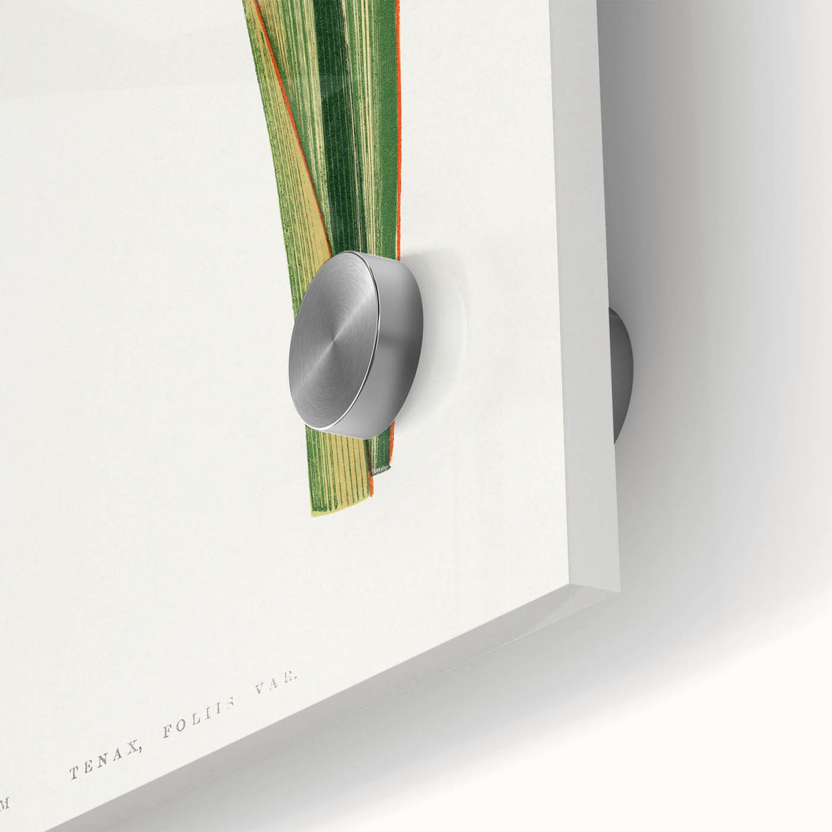 Romanticism Art: Phormium Tenax Leaf - Historical Botanical Print