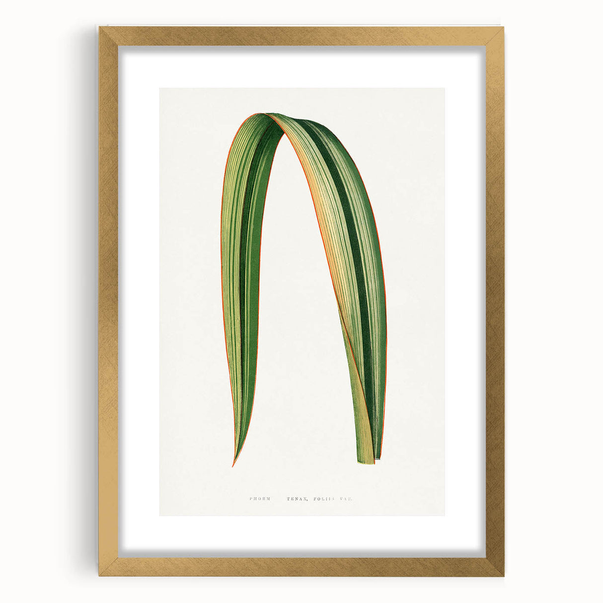 Romanticism Art: Phormium Tenax Leaf - Historical Botanical Print