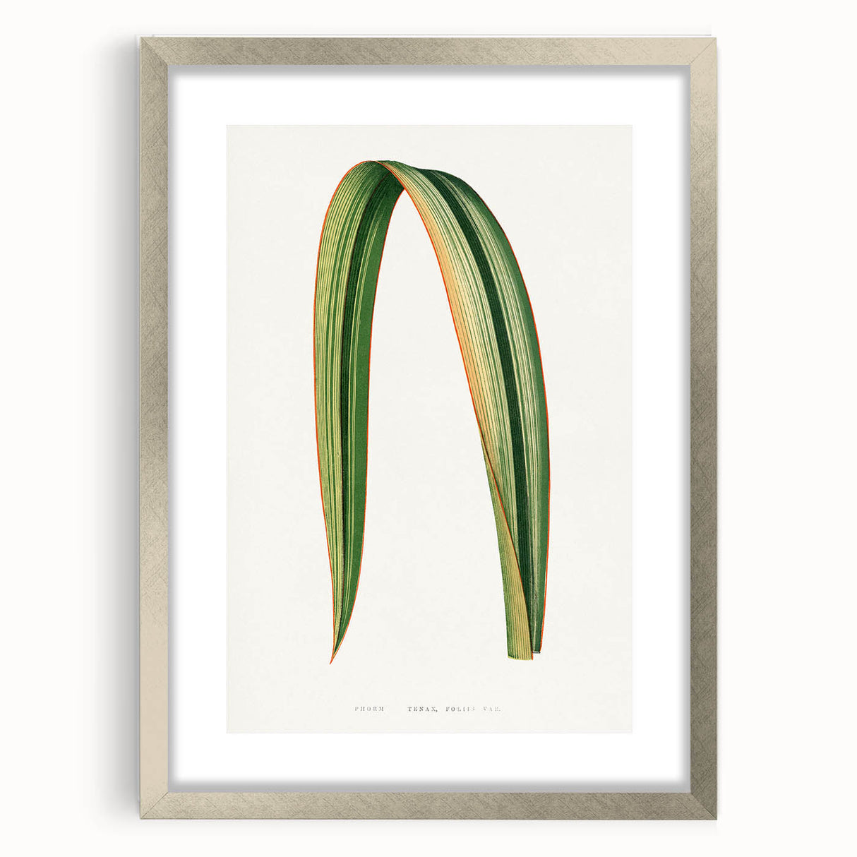 Romanticism Art: Phormium Tenax Leaf - Historical Botanical Print