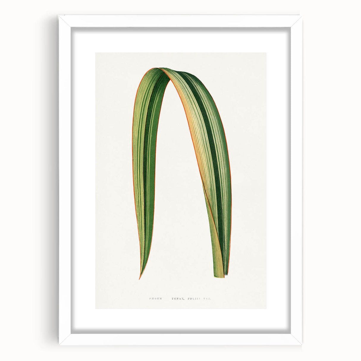 Romanticism Art: Phormium Tenax Leaf - Historical Botanical Print