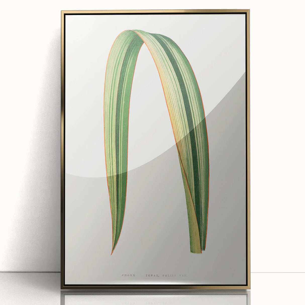 Romanticism Art: Phormium Tenax Leaf - Historical Botanical Print