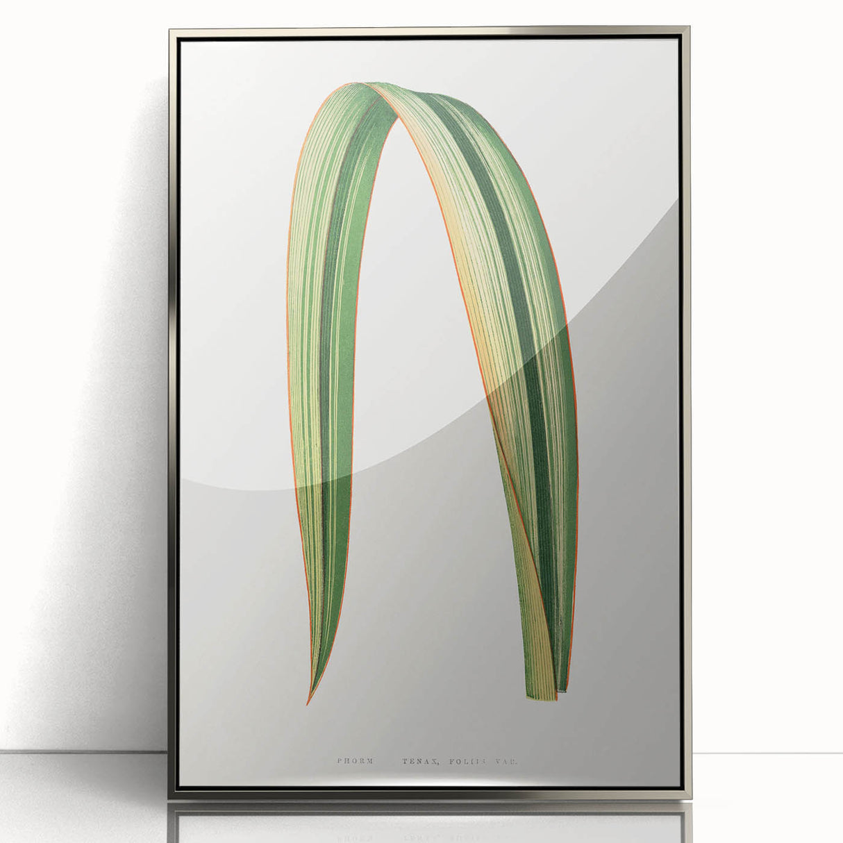Romanticism Art: Phormium Tenax Leaf - Historical Botanical Print