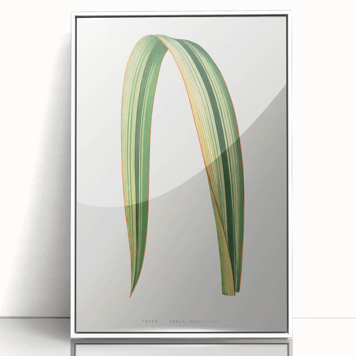 Romanticism Art: Phormium Tenax Leaf - Historical Botanical Print