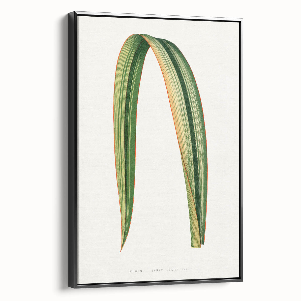 Romanticism Art: Phormium Tenax Leaf - Historical Botanical Print