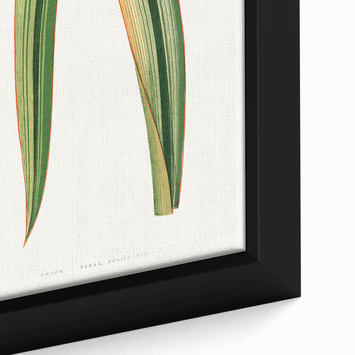 Romanticism Art: Phormium Tenax Leaf - Historical Botanical Print