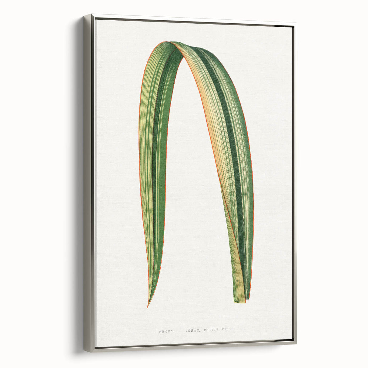 Romanticism Art: Phormium Tenax Leaf - Historical Botanical Print