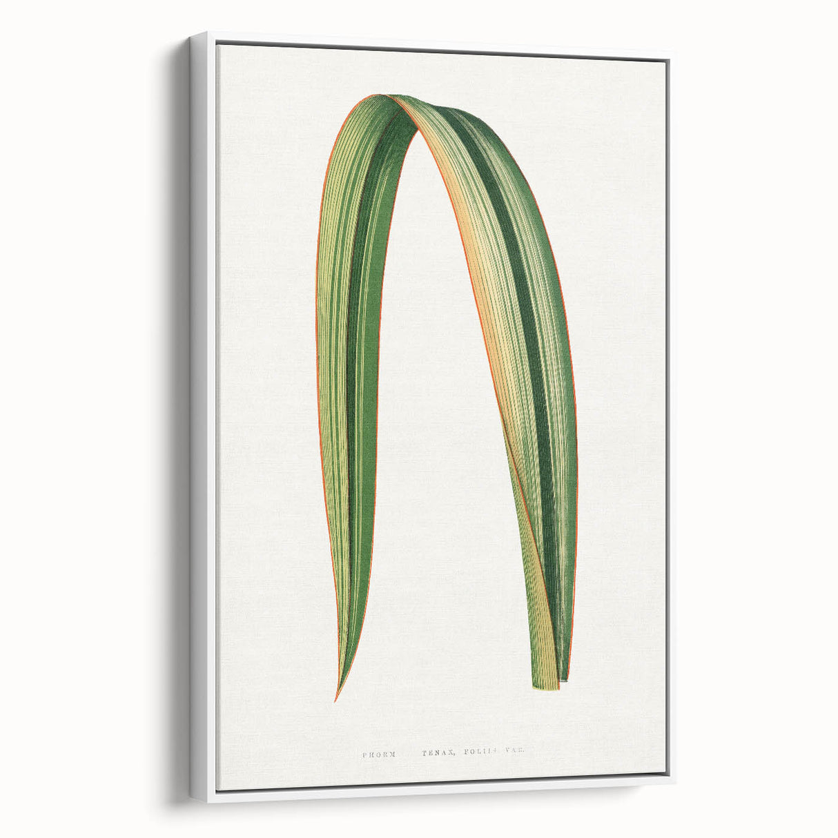 Romanticism Art: Phormium Tenax Leaf - Historical Botanical Print