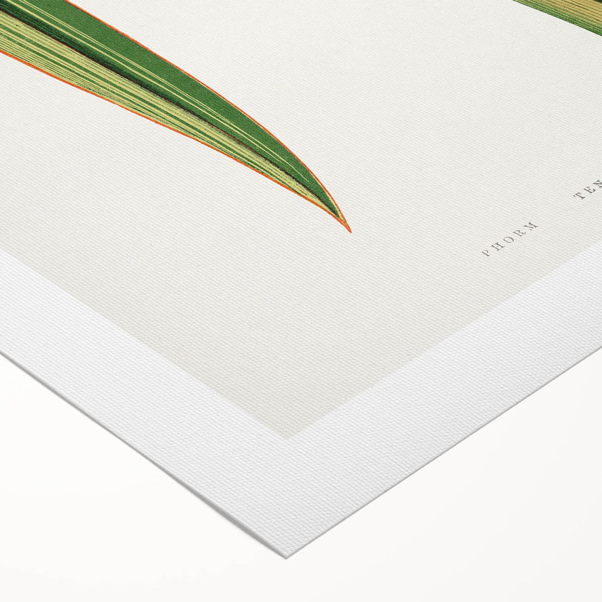 Romanticism Art: Phormium Tenax Leaf - Historical Botanical Print