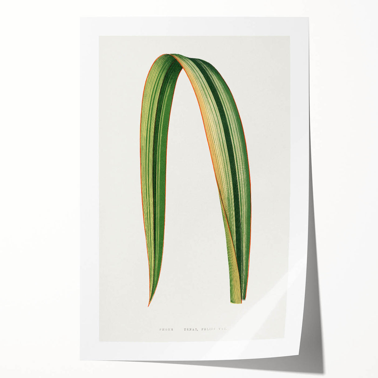 Romanticism Art: Phormium Tenax Leaf - Historical Botanical Print