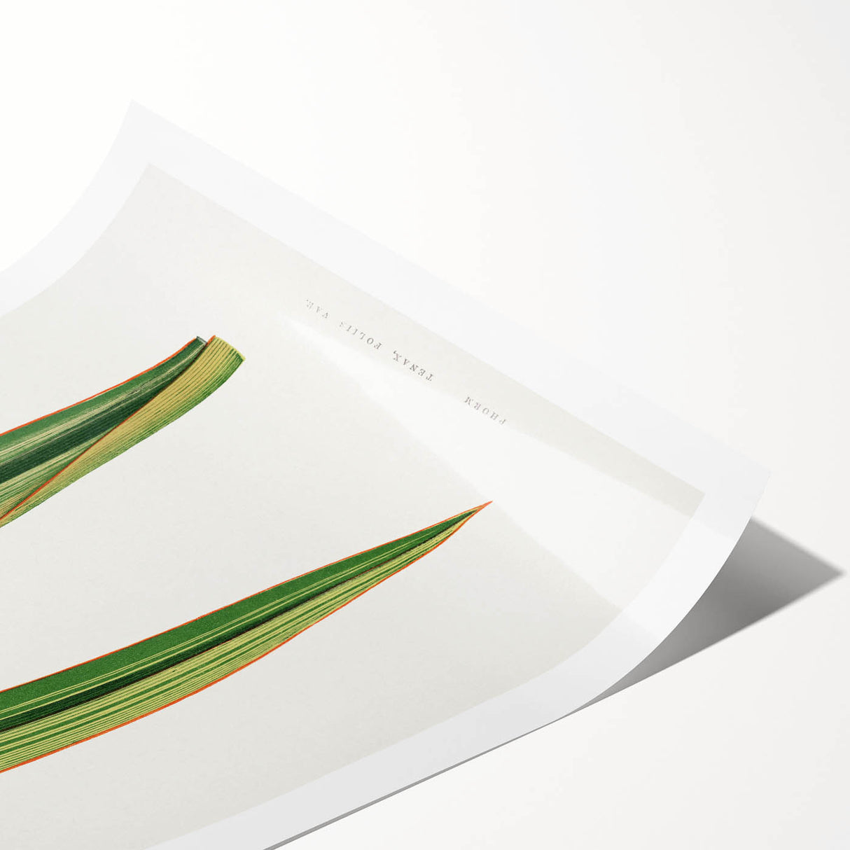 Romanticism Art: Phormium Tenax Leaf - Historical Botanical Print