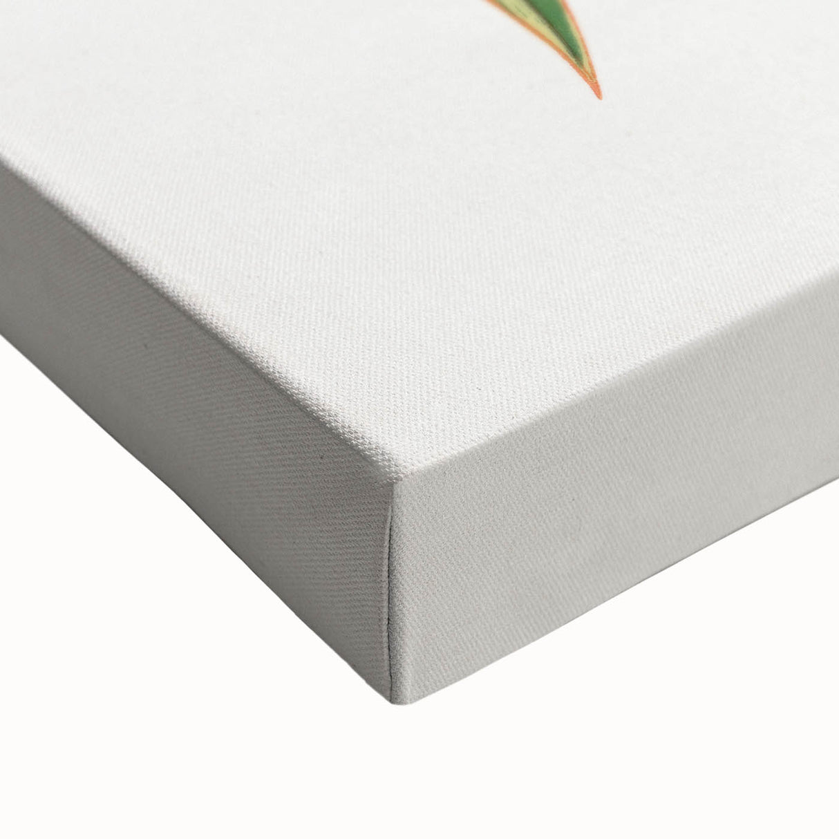 Romanticism Art: Phormium Tenax Leaf - Historical Botanical Print