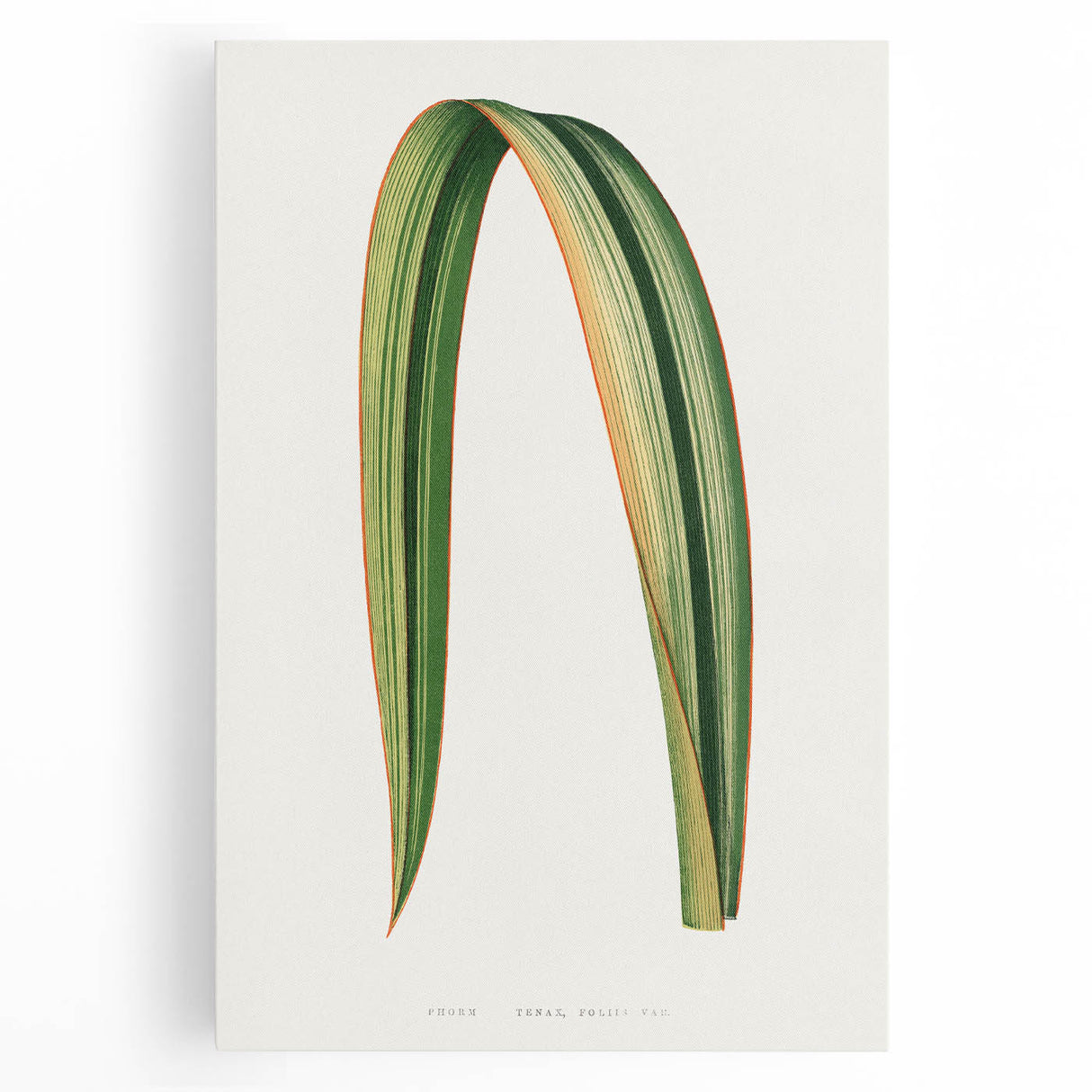 Romanticism Art: Phormium Tenax Leaf - Historical Botanical Print