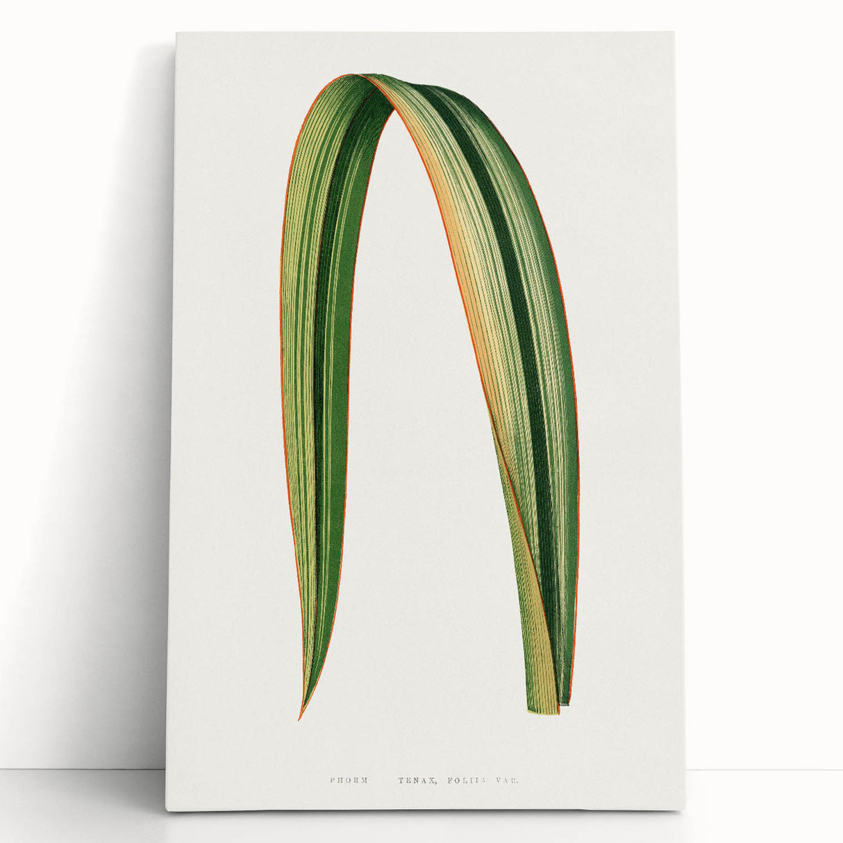 Romanticism Art: Phormium Tenax Leaf - Historical Botanical Print