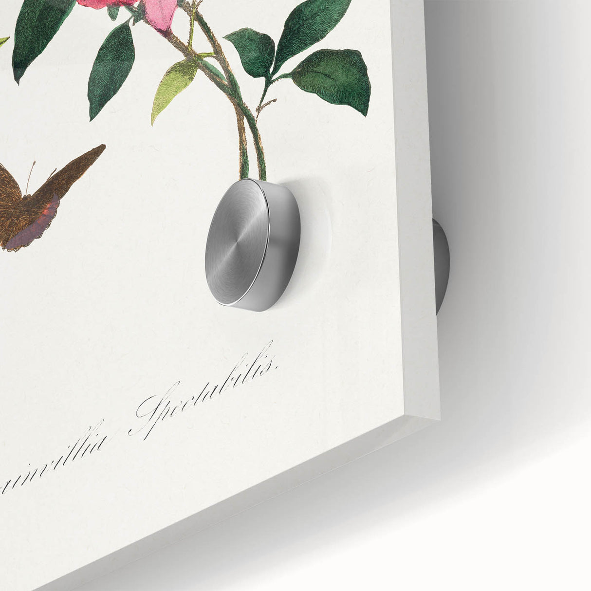 Romanticism Art: Bougainvillea and Butterflies - Historic Floral Print