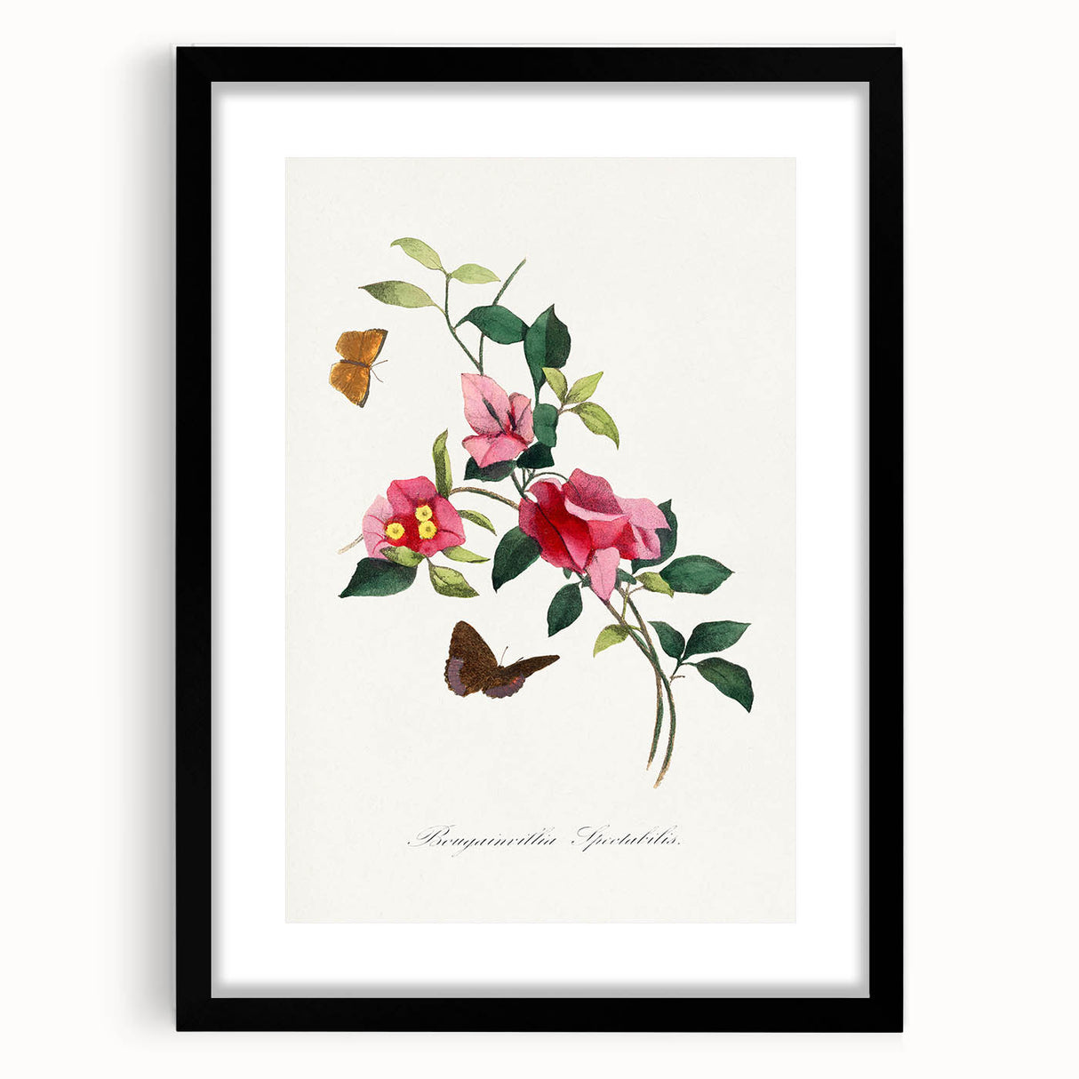 Romanticism Art: Bougainvillea and Butterflies - Historic Floral Print