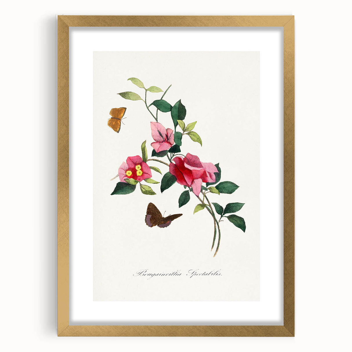 Romanticism Art: Bougainvillea and Butterflies - Historic Floral Print