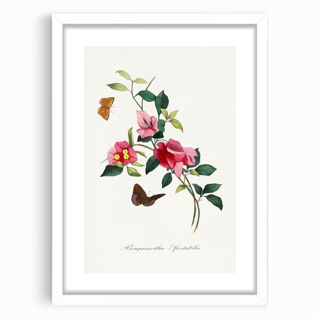 Romanticism Art: Bougainvillea and Butterflies - Historic Floral Print