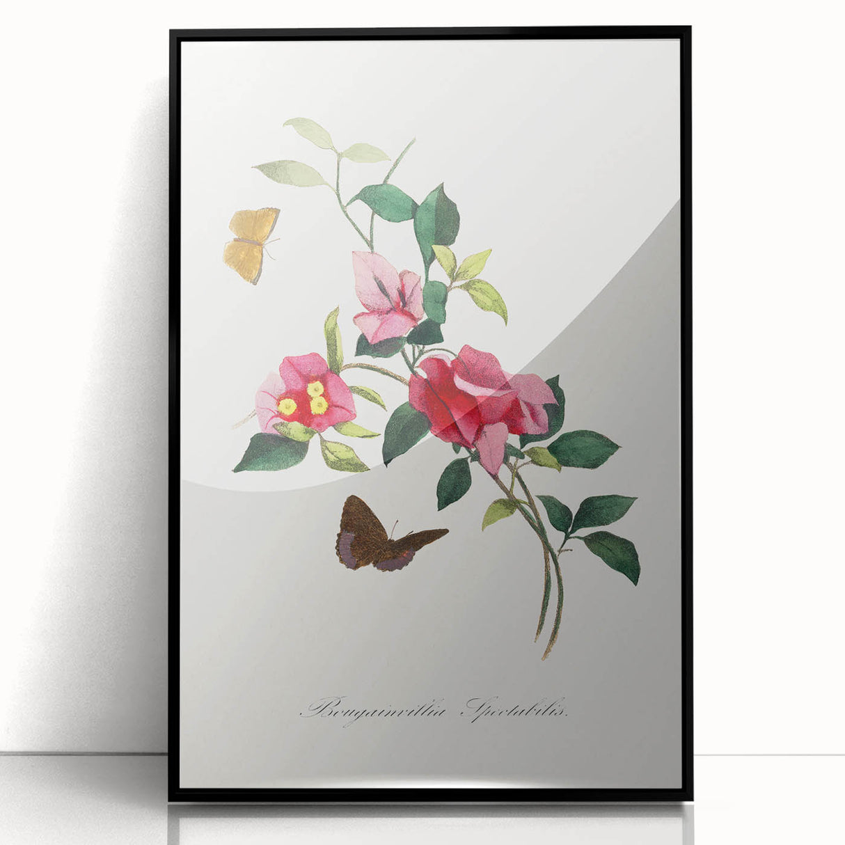 Romanticism Art: Bougainvillea and Butterflies - Historic Floral Print
