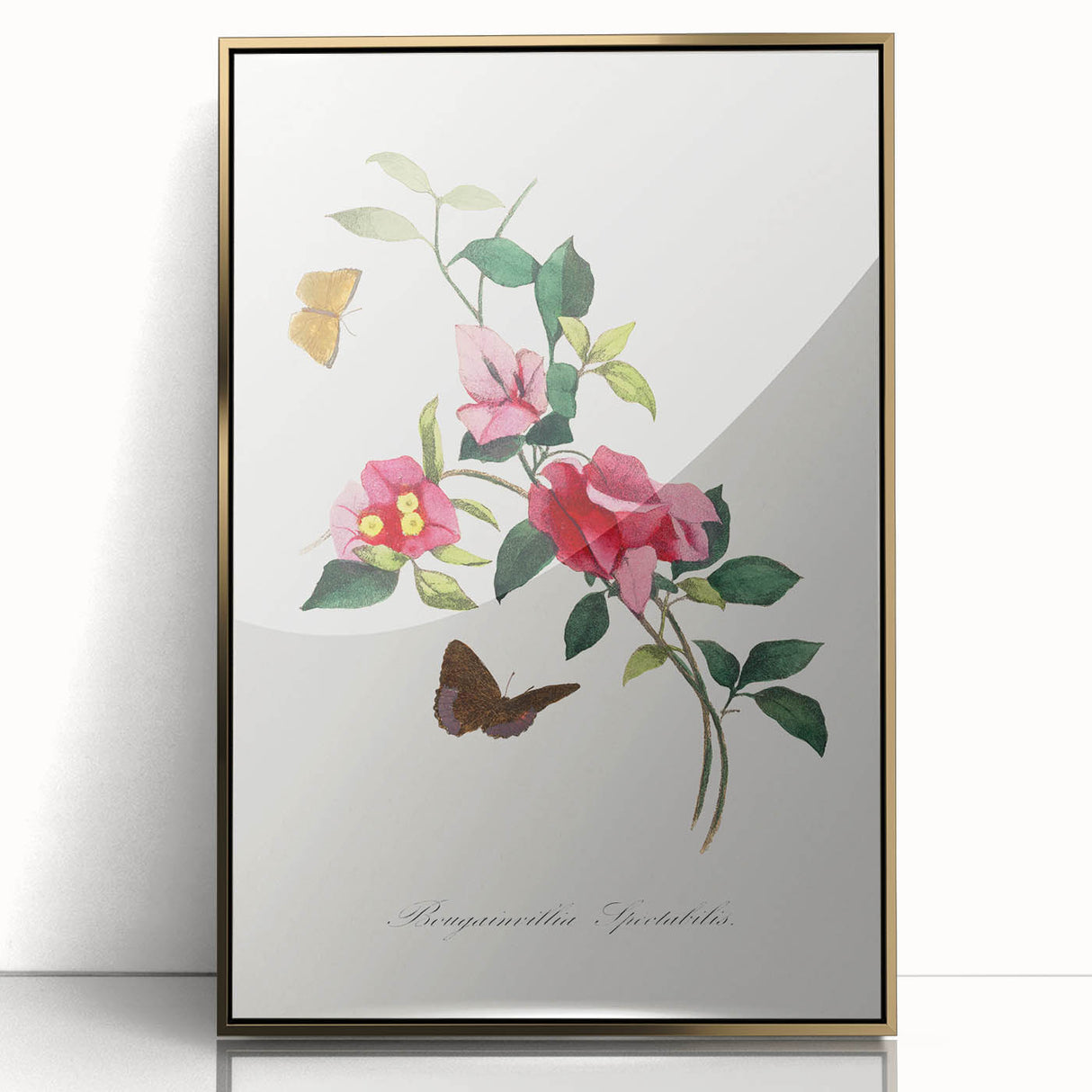 Romanticism Art: Bougainvillea and Butterflies - Historic Floral Print