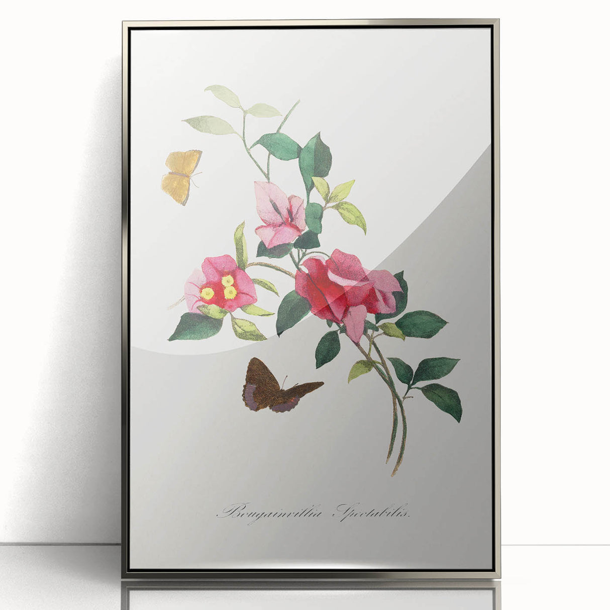 Romanticism Art: Bougainvillea and Butterflies - Historic Floral Print