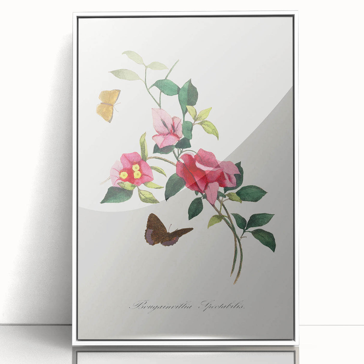 Romanticism Art: Bougainvillea and Butterflies - Historic Floral Print