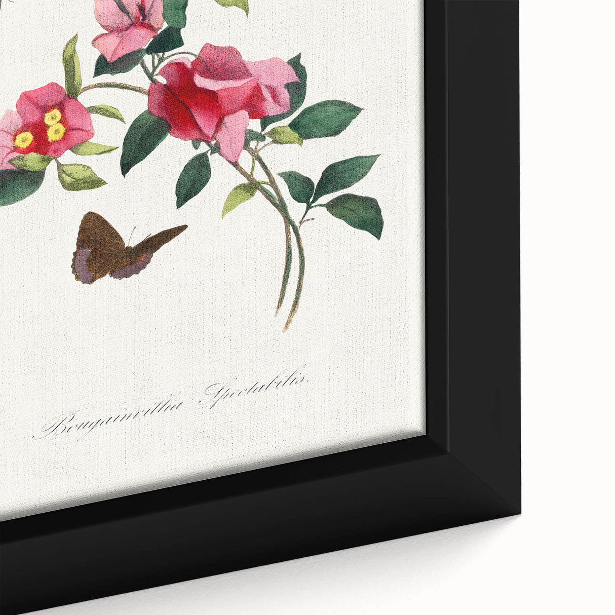 Romanticism Art: Bougainvillea and Butterflies - Historic Floral Print