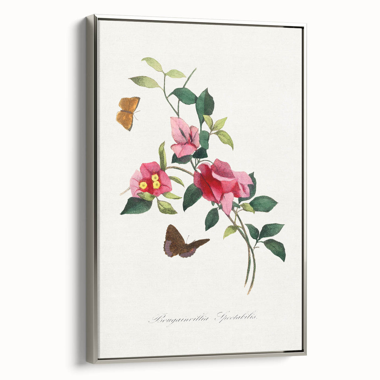 Romanticism Art: Bougainvillea and Butterflies - Historic Floral Print