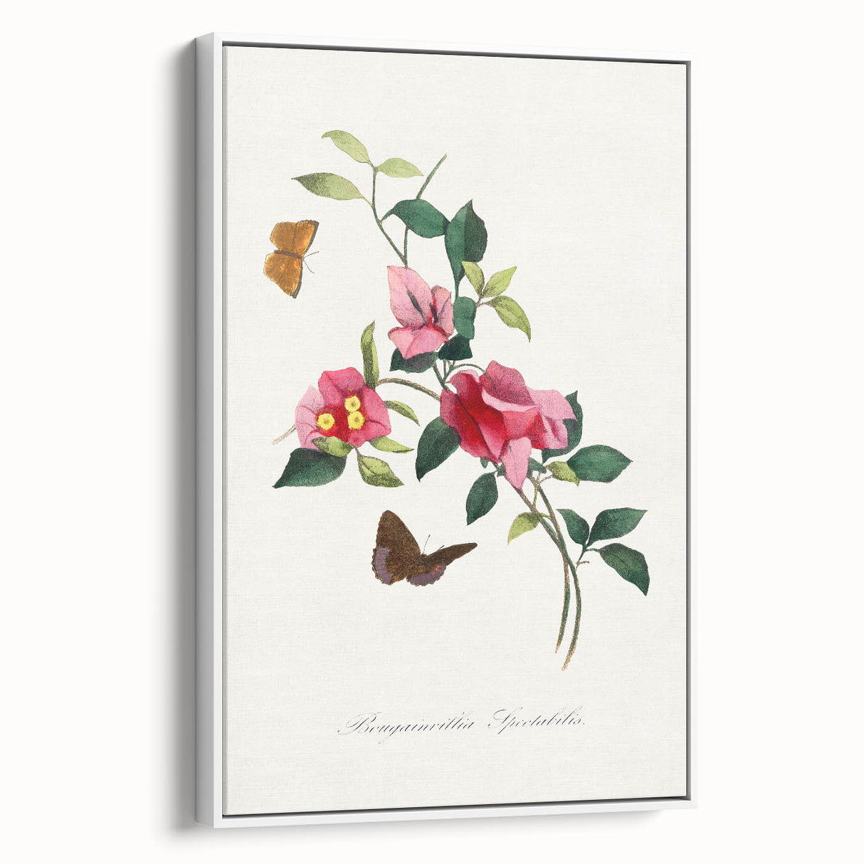 Romanticism Art: Bougainvillea and Butterflies - Historic Floral Print