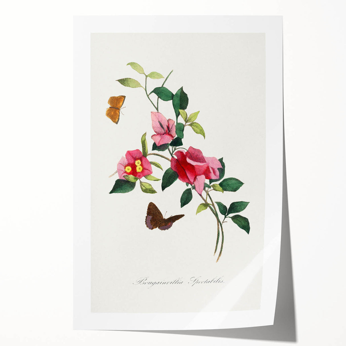 Romanticism Art: Bougainvillea and Butterflies - Historic Floral Print