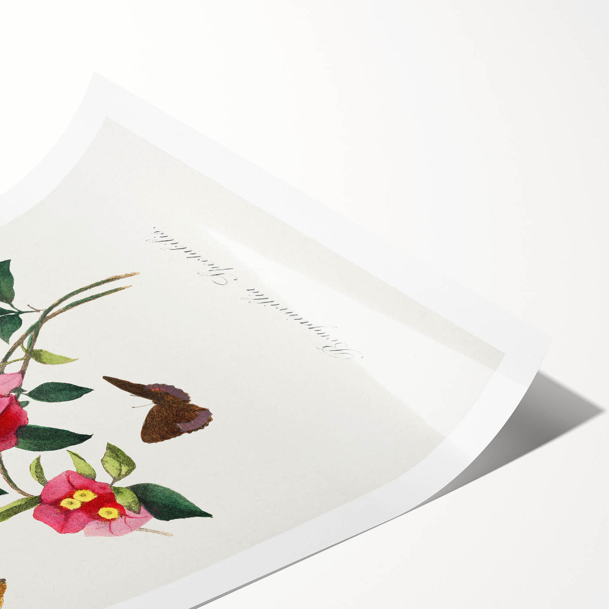 Romanticism Art: Bougainvillea and Butterflies - Historic Floral Print