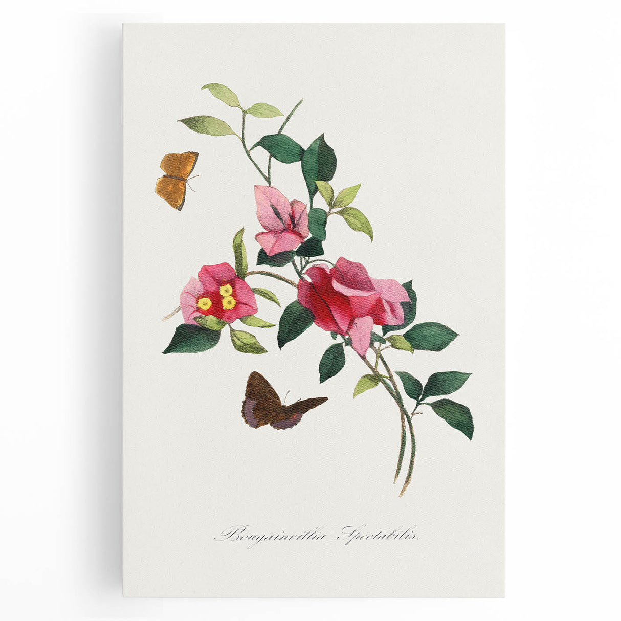 Romanticism Art: Bougainvillea and Butterflies - Historic Floral Print