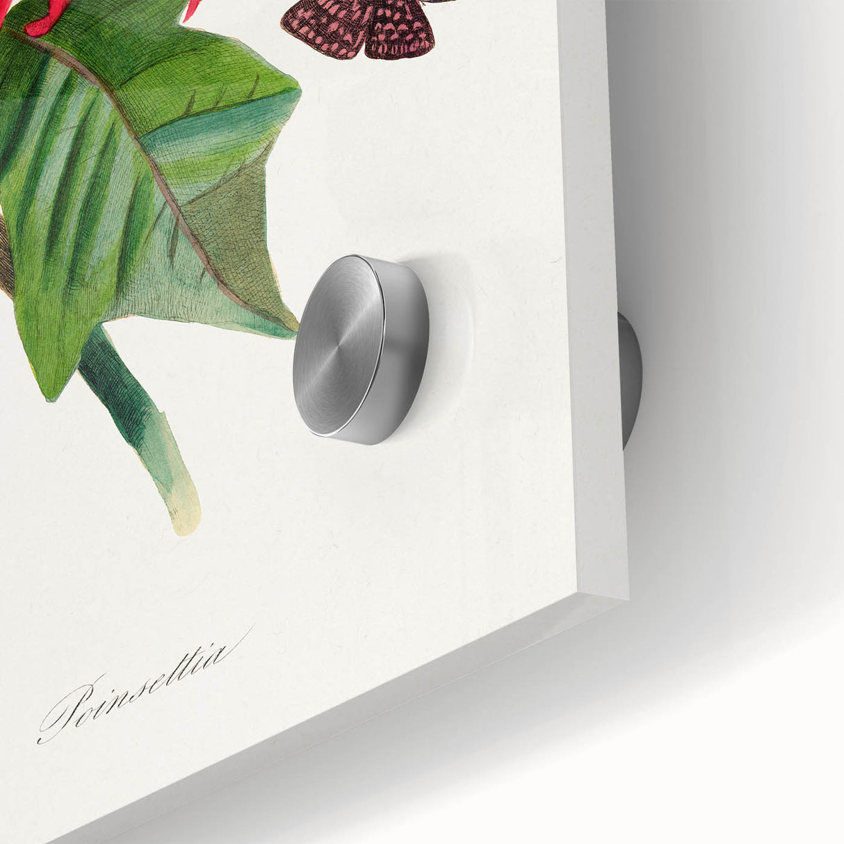 Romanticism Art - Poinsettia Flower Painting with Historical Elegance