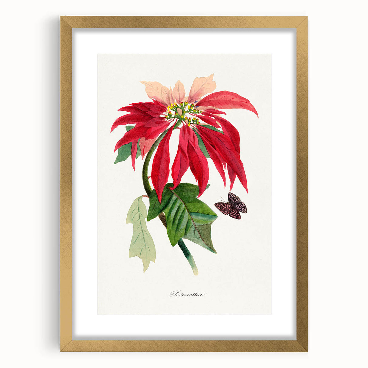 Romanticism Art - Poinsettia Flower Painting with Historical Elegance