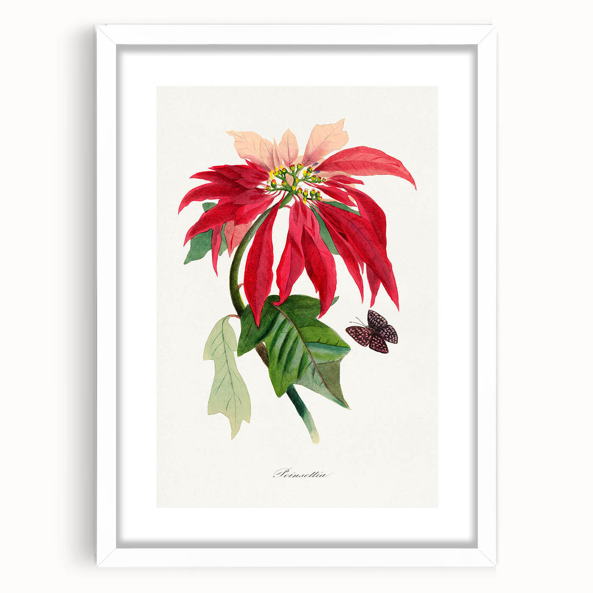 Romanticism Art - Poinsettia Flower Painting with Historical Elegance