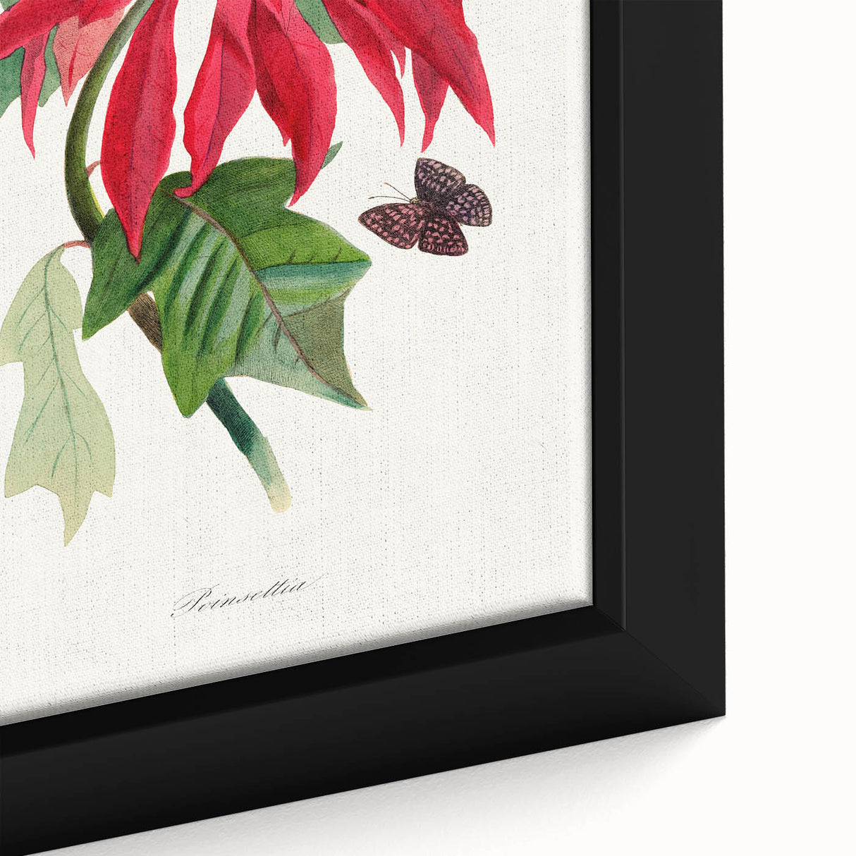 Romanticism Art - Poinsettia Flower Painting with Historical Elegance