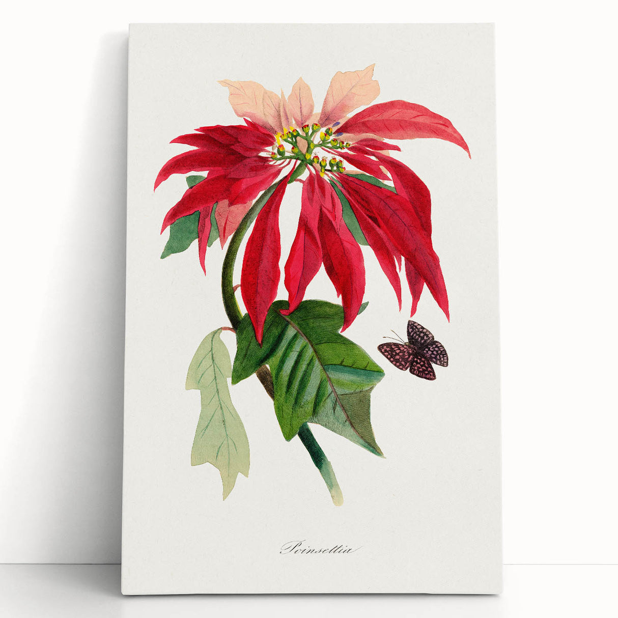 Romanticism Art - Poinsettia Flower Painting with Historical Elegance