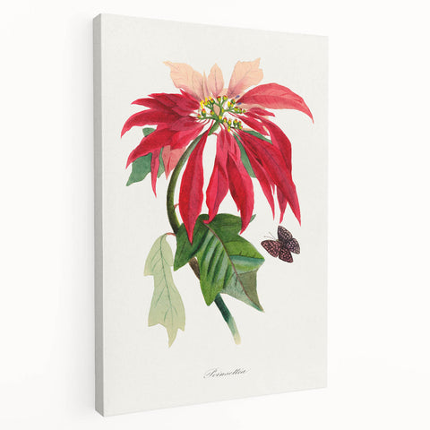 Romanticism Art - Poinsettia Flower Painting with Historical Elegance