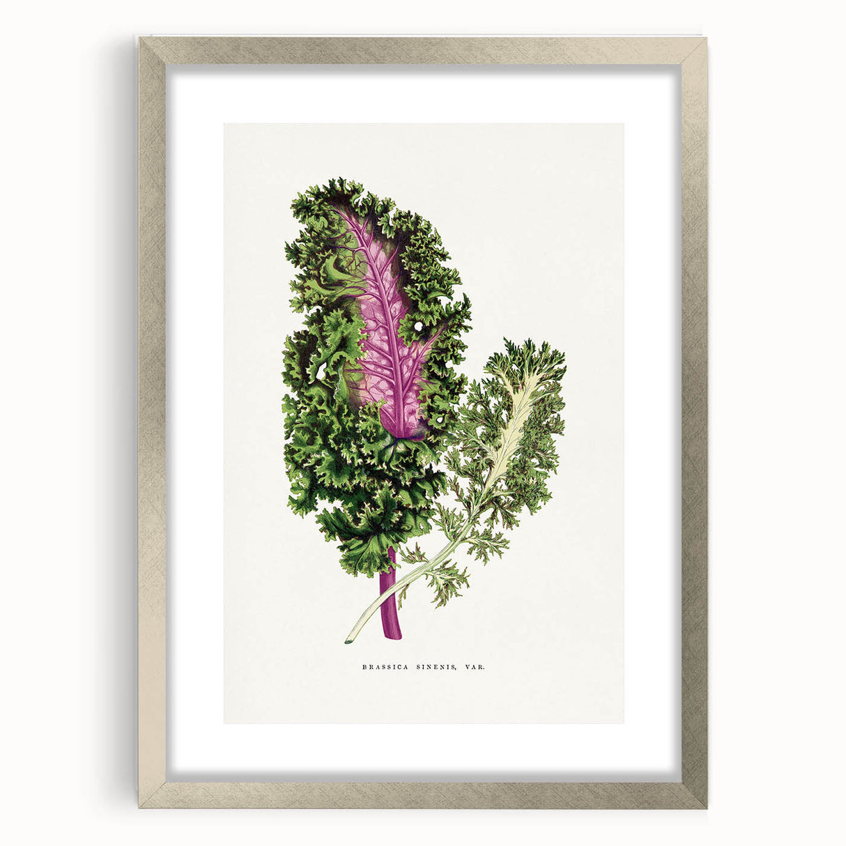Romanticism Art - Wild Cabbage Leaf Illustration on Canvas