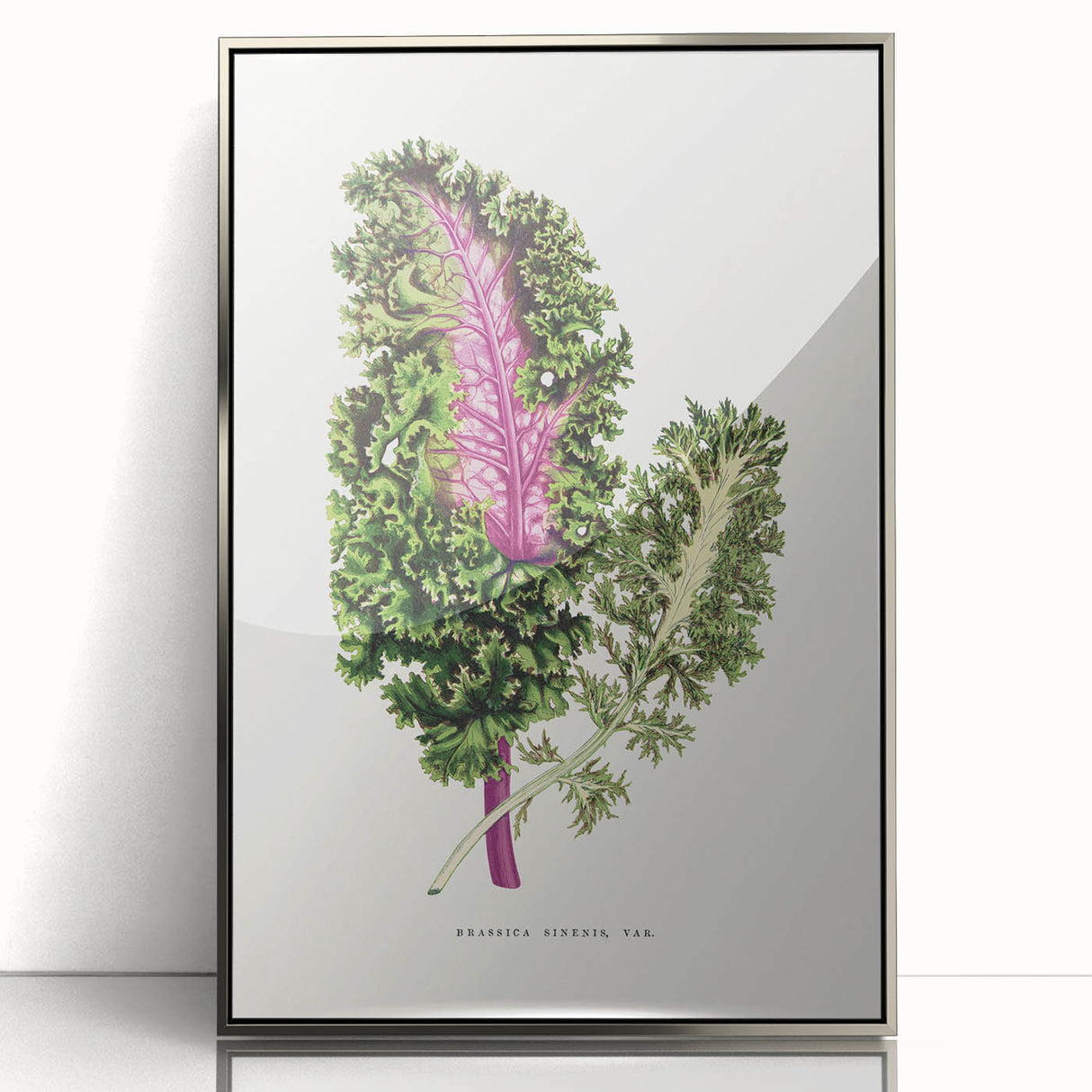 Romanticism Art - Wild Cabbage Leaf Illustration on Canvas