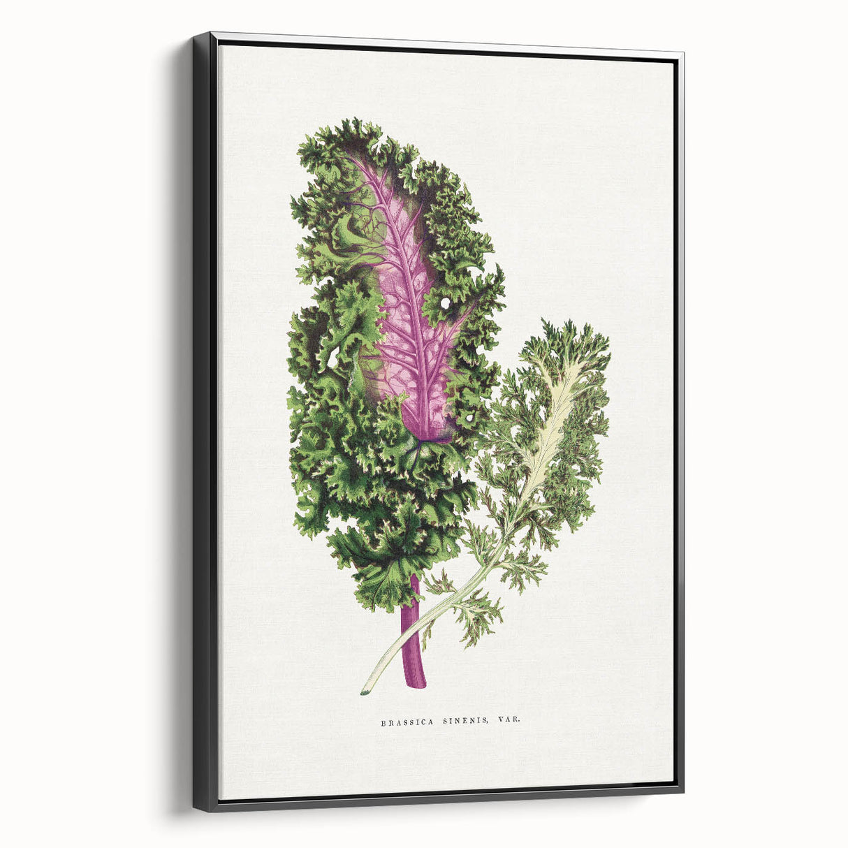 Romanticism Art - Wild Cabbage Leaf Illustration on Canvas
