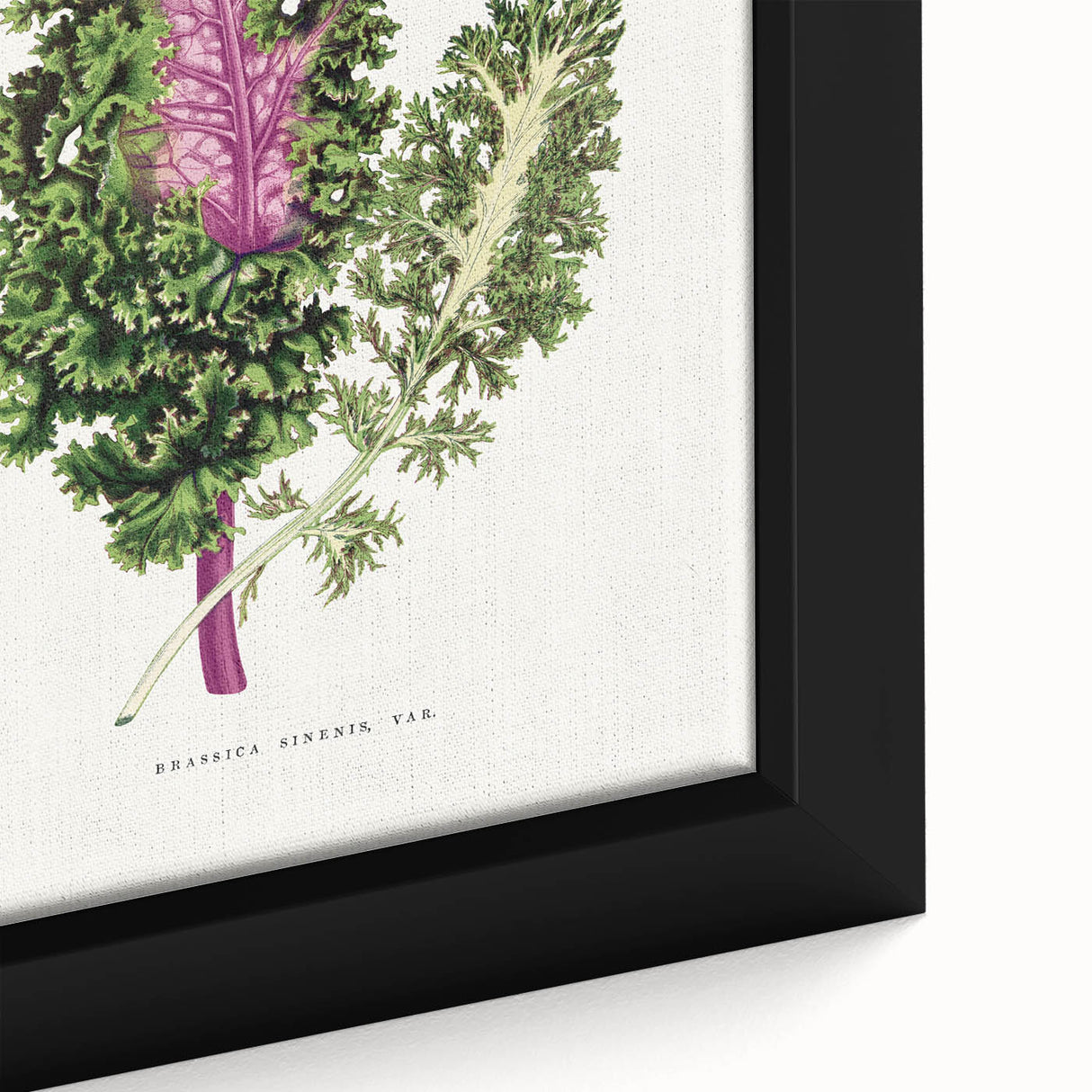 Romanticism Art - Wild Cabbage Leaf Illustration on Canvas