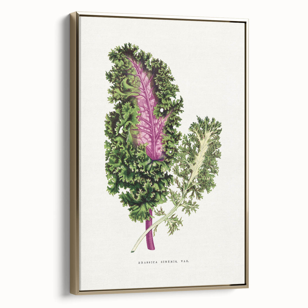 Romanticism Art - Wild Cabbage Leaf Illustration on Canvas