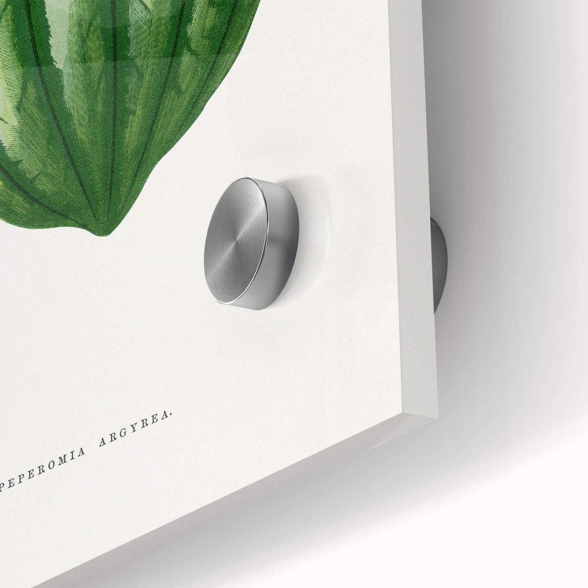 Romanticism Art - Peperomia Argyrea Leaf Illustration on Canvas